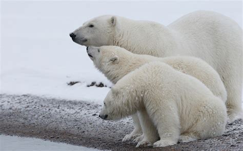 Wallpaper Polar bear family, snow, cold 2560x1600 HD Picture, Image