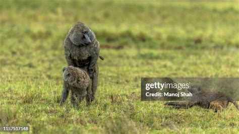 65 Mating Baboons Stock Photos, High-Res Pictures, and Images - Getty Images