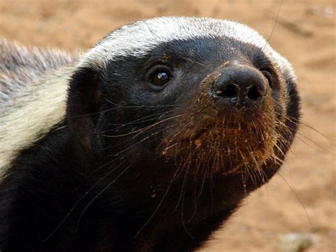 Ratel: parecem mamíferos adoráveis, mas são ferozes