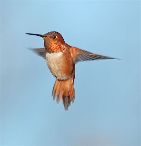 Brenda's Nature Photography and Birds of Virginia