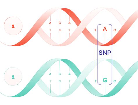 SNP of the week. This week, we look at the genetics of… | by Sano Genetics | Medium