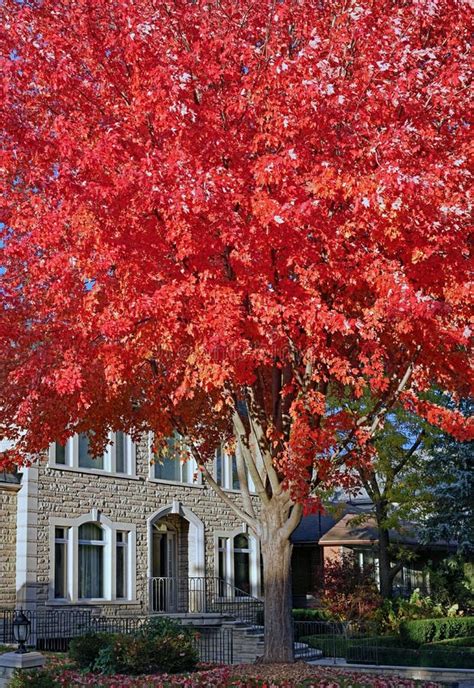 Fall Color on Red Maple Tree Stock Image - Image of yard, class: 130237855