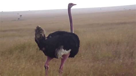 Ostrich running - YouTube