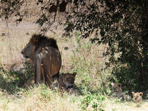 Lion family | Panthera leo, Ngorongoro crater. | Vince Smith | Flickr