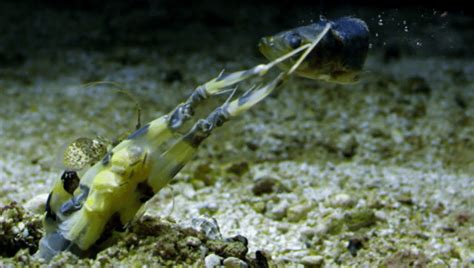 Amazing Video Of A Mantis Shrimp Spearing A Fish In Slow Motion | IFLScience