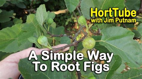 A Simple Way To Root Fig Trees Part 1 - Propagating Figs - YouTube