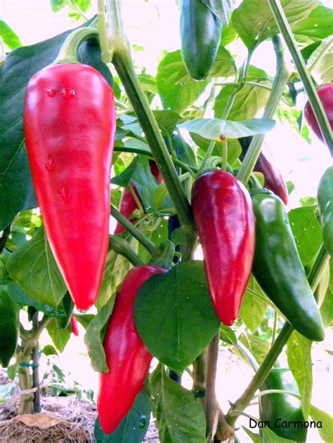 Capsicum annuum 'Piment d Espelette' - from Anne-Gaelle | Stuffed hot ...