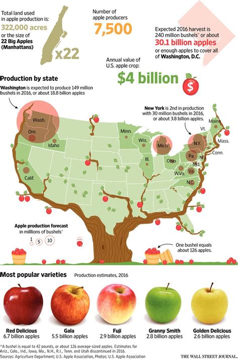 How Big Is the Original Apple? | Apple, Agriculture education, Harvest time