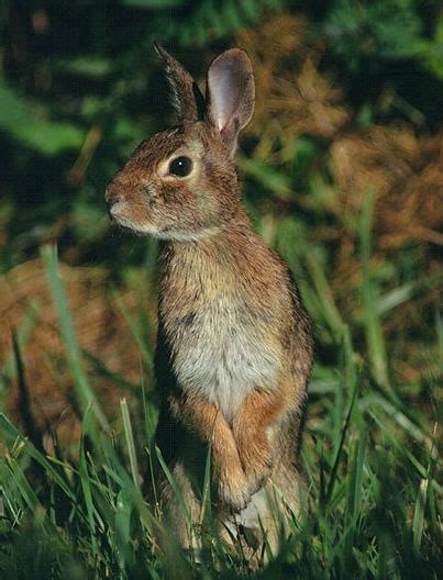 Eastern Cottontail - Sylvilagus floridanus | Wildlife Journal Junior