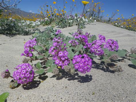 Abronia villosa "desert sand verbena"