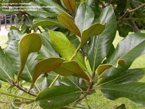 PlantFiles Pictures: Southern Magnolia (Magnolia grandiflora) by frostweed