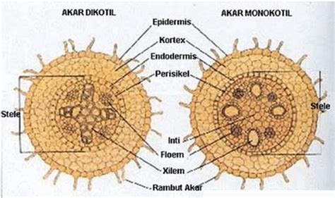 Mengenal Struktur dan Fungsi Akar