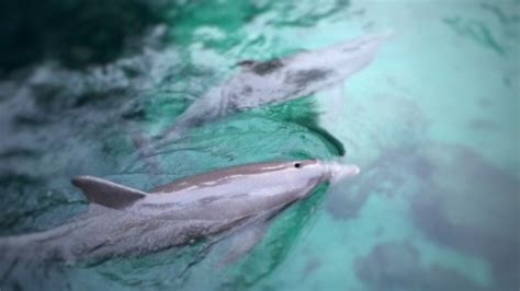 Petition · End Dolphin Captivity in Hawaii. - United States · Change.org