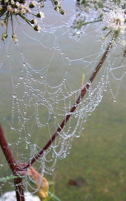 spider web covered in dew.. | Spider web, Beautiful artwork, Art