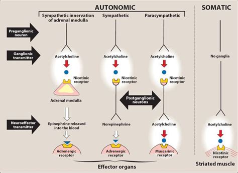 cholinergic receptors - Google Search | Pharmacology nursing, Pharmacology, Cholinergic