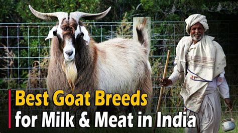 Helpful! Top 10 Goat Breeds In India | TOP HOBBIES