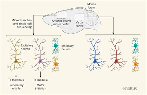 Single-cell sequencing paints diverse pictures of the brain