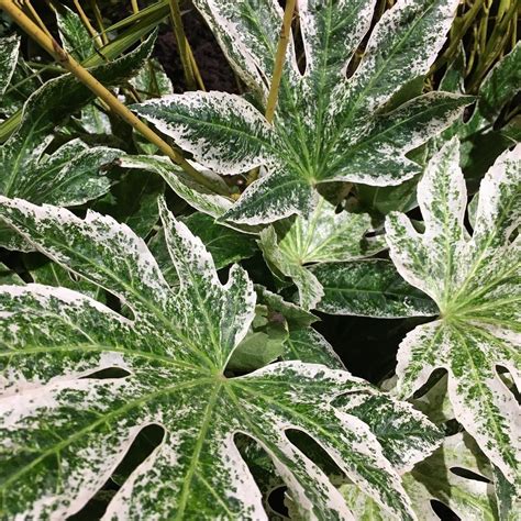 some green and white plants with snow on them