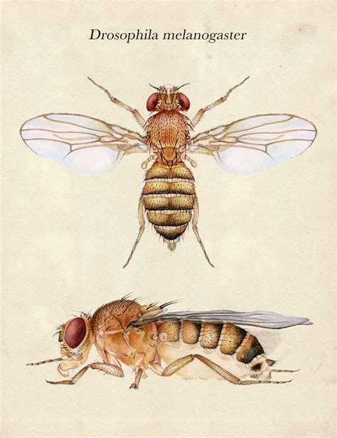 Drosophila melanogaster (2) | Images :: Behance