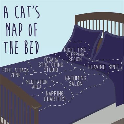 #map #bed #cat | Cats, Cat obsession, Cats and kittens