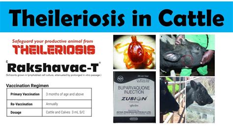 Theileriosis | Theileria Infection in Cows & Buffaloes | Treatment ...