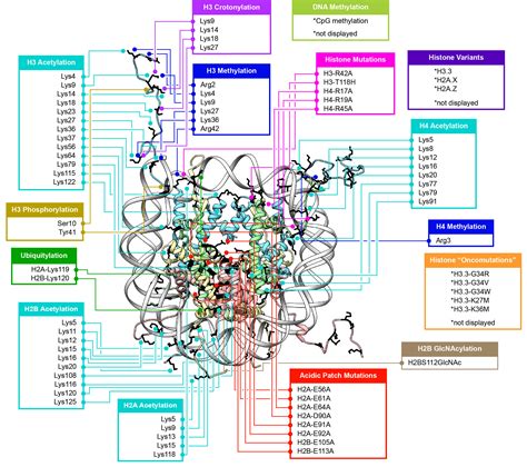 chromatin remodeling | New research findings from Princeton University