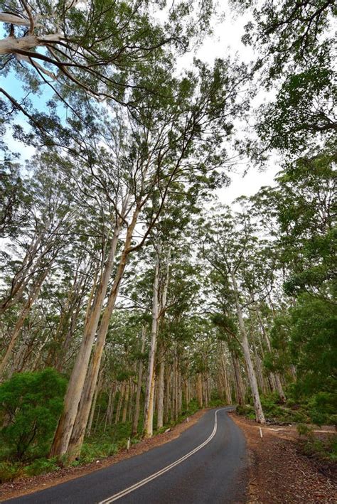 Boranup Karri Forest in Western Australia Stock Photo - Image of winding, national: 56455882