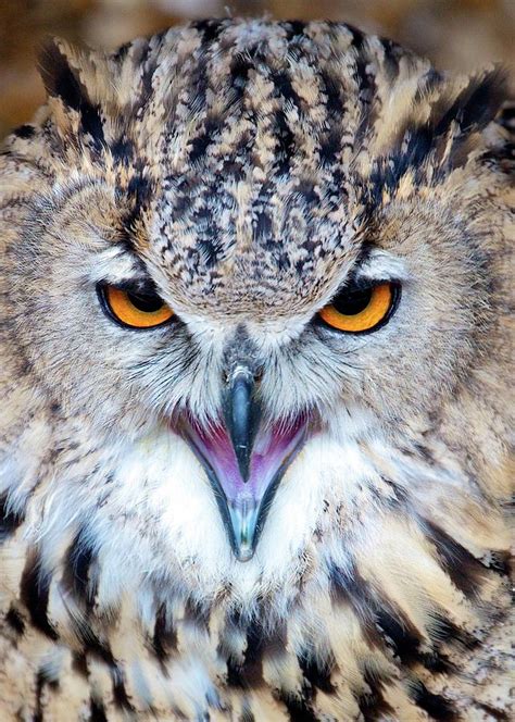 Close Up Of Owl With Open Beak by Photography By Paulgmccabe