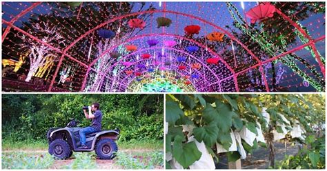 Ansan 1 Day Tour: ATV + Winery + Starlight Village (~Oct 12) - Trazy ...