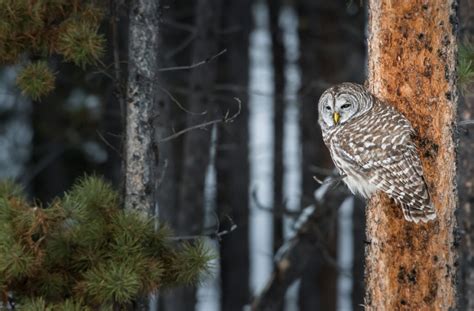 Owls In Pennsylvania: 9 Species To Spot In This State