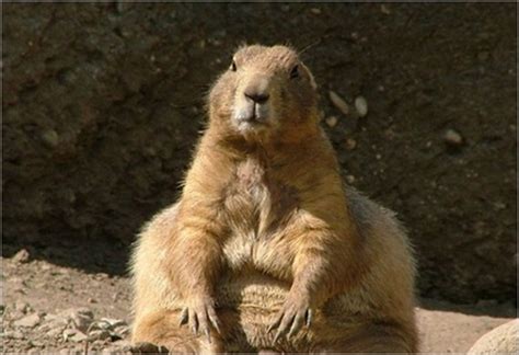 Natural Wonders: The World’s Top 10 Fattest Animals