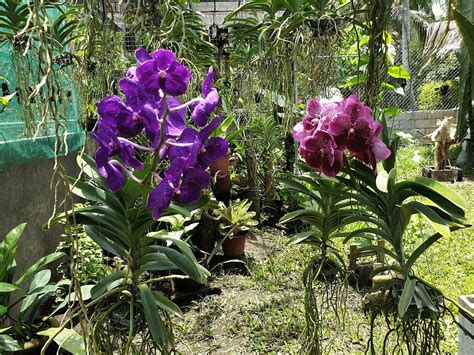 vanda orchids – Agriculture Monthly