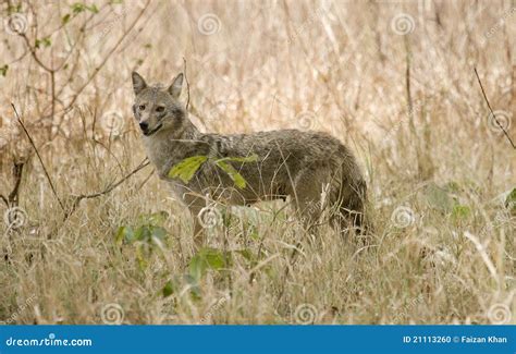 Female Indian Jackal in Its Habitat Stock Photo - Image of beautiful ...