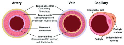 Blood Vessels Types Functions How Are Arteries And Ve - vrogue.co