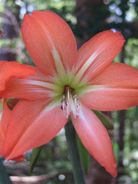 Fraser Island Fraser Island, Amaryllis, Love Photography, Plants, Plant ...