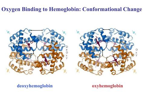 PPT - Hemoglobin: Quaternary Structure PowerPoint Presentation, free ...