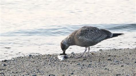 Seagull Eating Fish On Shore - Stock Video | Motion Array