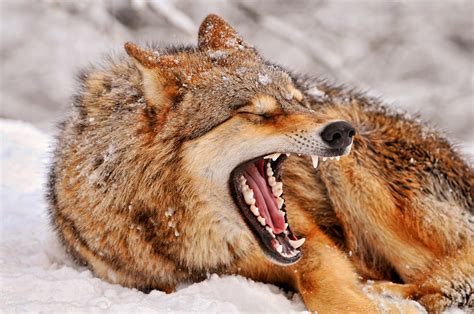 Download Snow Winter Animal Wolf 4k Ultra HD Wallpaper by Tambako The ...