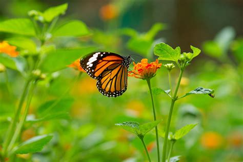 Add a Butterfly Garden to Your Landscape – Floralawn