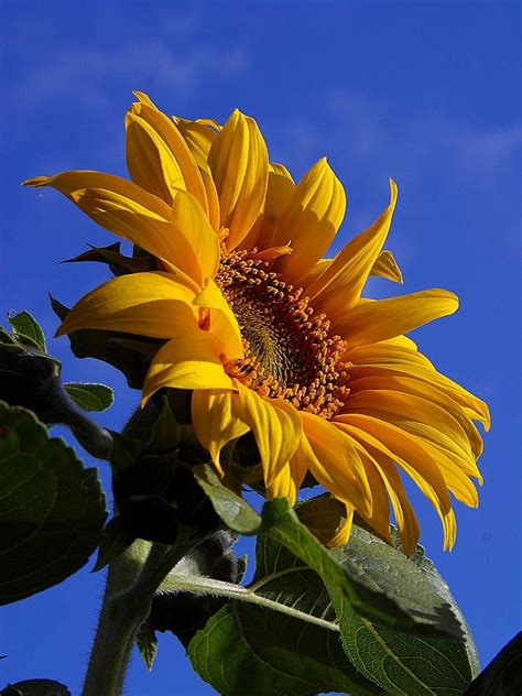 Free picture: sunflowers, sunshine