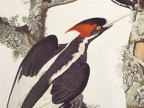 Ivory-billed Woodpecker. – Princeton Audubon Prints