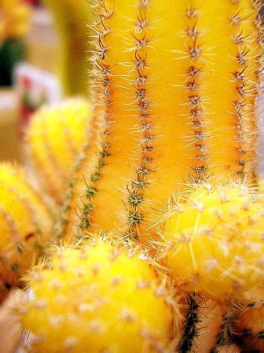 A yellow cactus | Yellow aesthetic, Cacti and succulents, Cactus