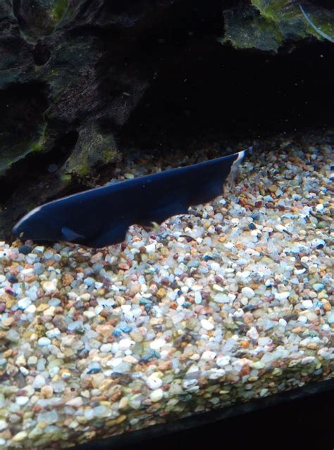 Black Ghost Knife Fish Care Guide: Breeding, Disease, Diet