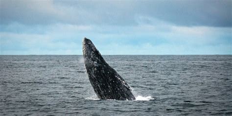 Countries Slam Japan’s Plans To Resume Whaling In A Whale Sanctuary - The Dodo