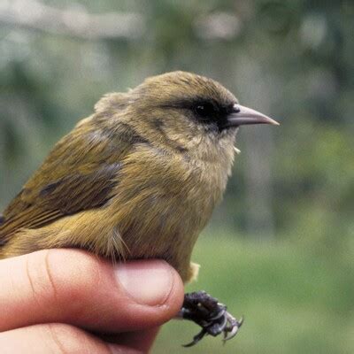 Hawaii Creeper (Loxops mana) :: BirdWeather