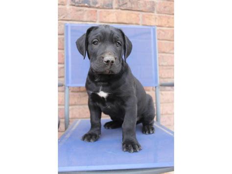 3 Labradane puppies for sale Louisville - Puppies for Sale Near Me