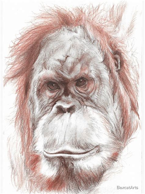 Actualizar más de 65 dibujos orangutan - camera.edu.vn