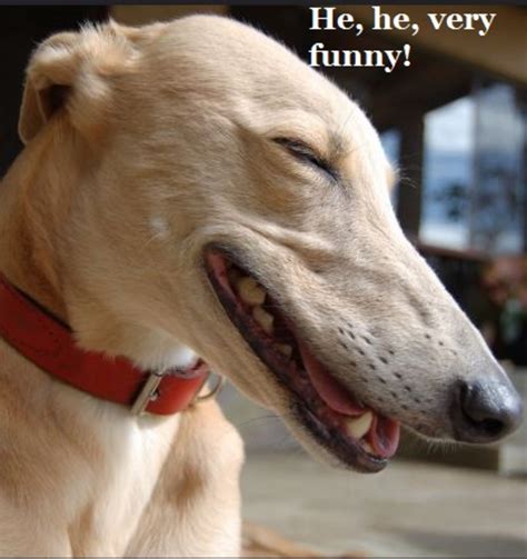 Do Dogs Laugh Like Humans Do? Here's What Studies Say - Dog Discoveries