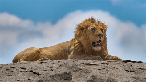 Lion King - On The Rocks Foto & Bild | africa, eastern africa ...