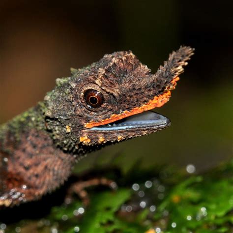 New DNA Analysis Provides Critical Information on Conserving Rainforest Lizards